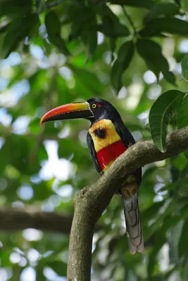 Fiery-billed Araçari