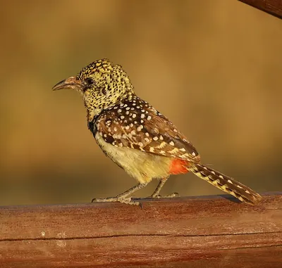 D'Arnaud's Barbet