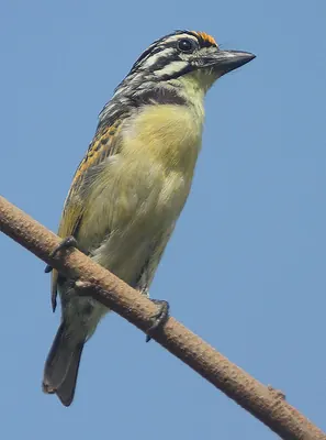 Yellow-fronted Tinkerbird