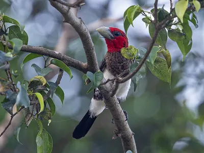 Brown-breasted Barbet