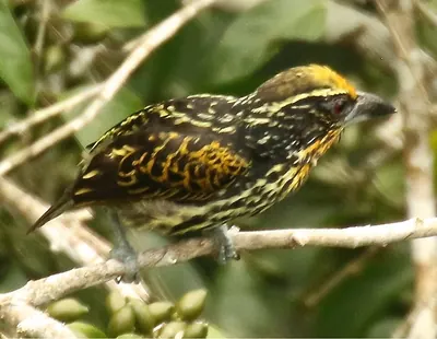 Gilded Barbet