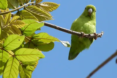 Pacific Parrotlet