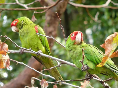 Red-masked Parakeet