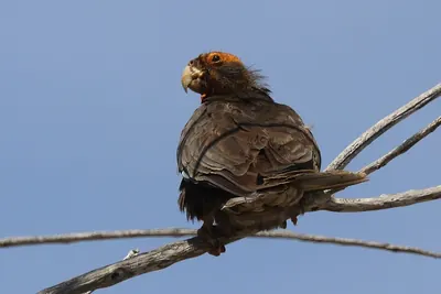 Greater Vasa Parrot