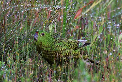 Swamp Parakeet