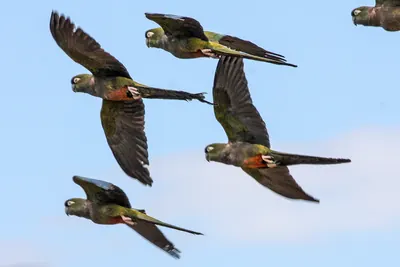 Burrowing Parrot