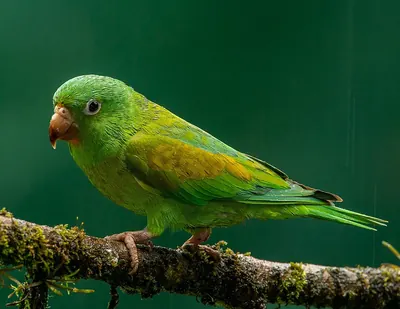 Orange-chinned Parakeet