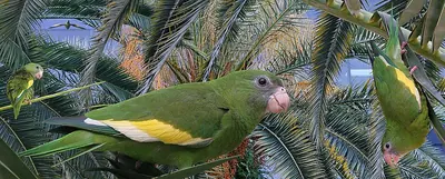 Canary-winged Parakeet