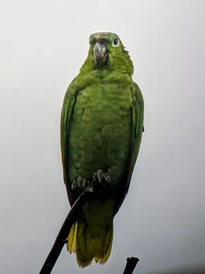 Southern Mealy Amazon