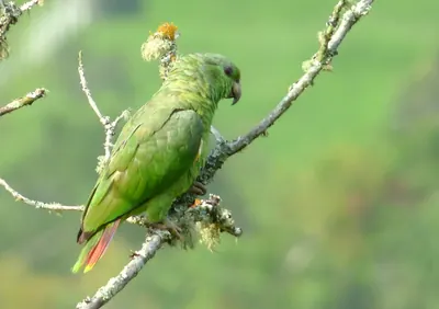 Scaly-naped Amazon