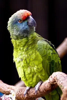 Southern Festive Amazon