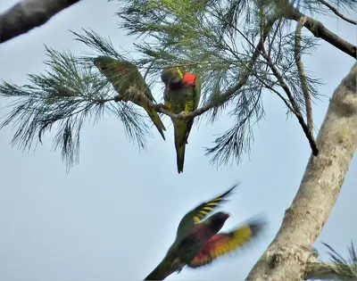 Coconut Lorikeet