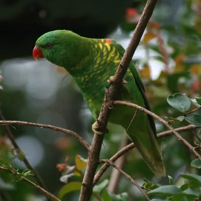 Scaly-breasted Lorikeet