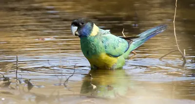 Australian Ringneck