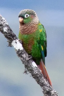 Flame-winged Conure