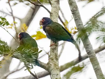 White-crowned Parrot