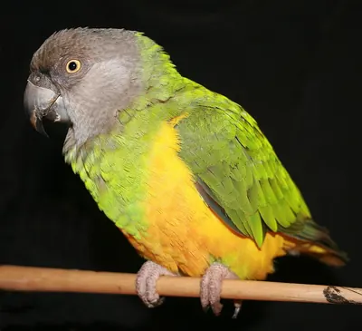 Senegal Parrot