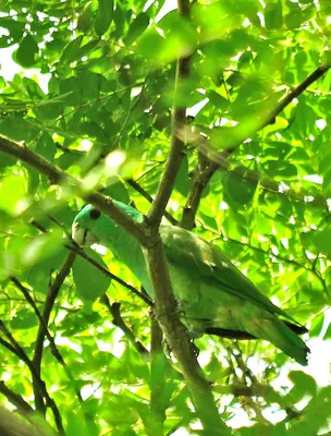 Blue-headed Racket-tail