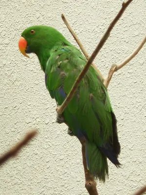 Eclectus Parrot