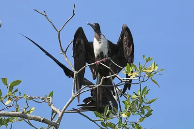 Magnificent Frigatebird