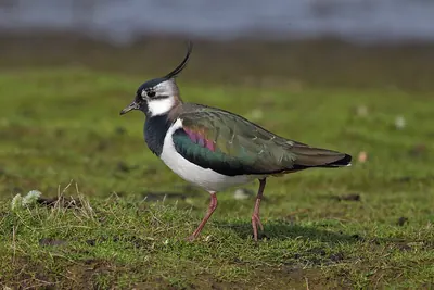 Northern Lapwing