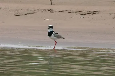 Pied Plover