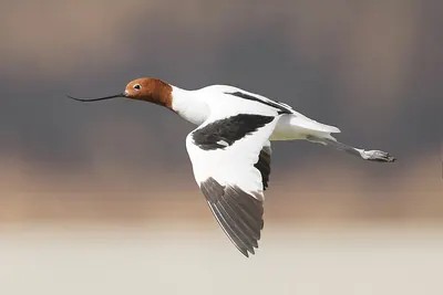 Australian Red-necked Avocet