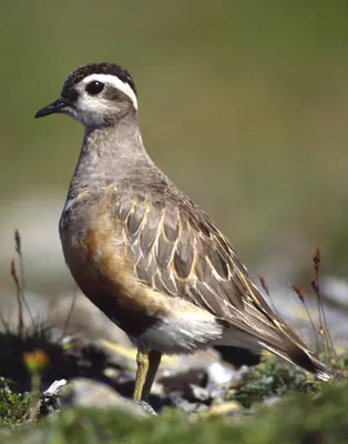 Eurasian Dotterel