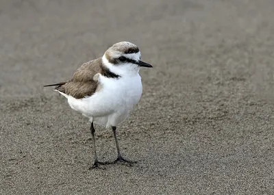 Kentish Plover