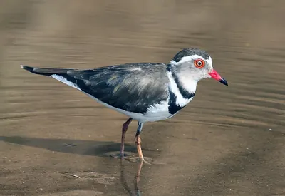 Three-banded Plover