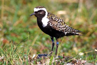 American golden plover