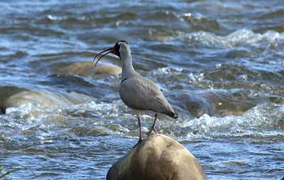 Ibisbill