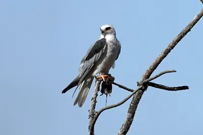 White-tailed Kite