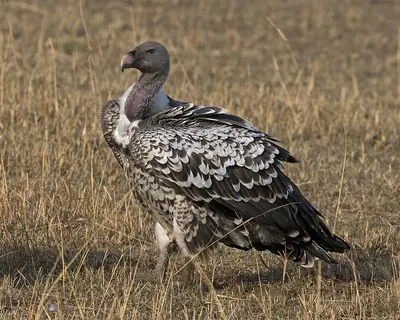 Rüppell's Vulture
