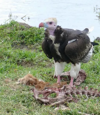 White-headed Vulture