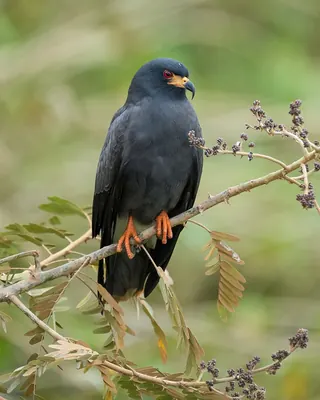 Snail Kite