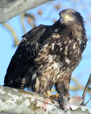 Bald Eagle