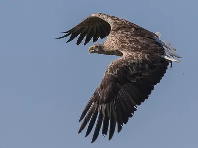 White-tailed Eagle