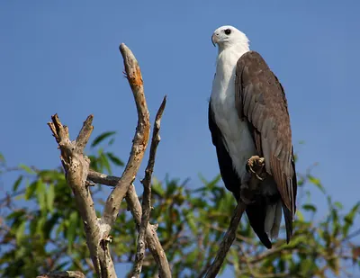 White-bellied Sea-Eagle