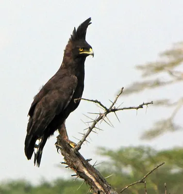 Long-crested Eagle