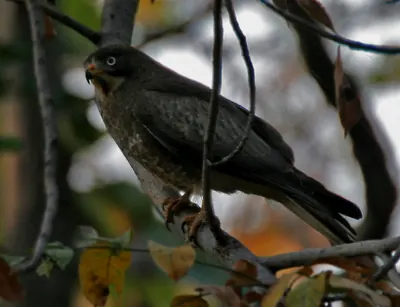 White-eyed Buzzard