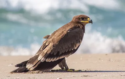 Steppe eagle