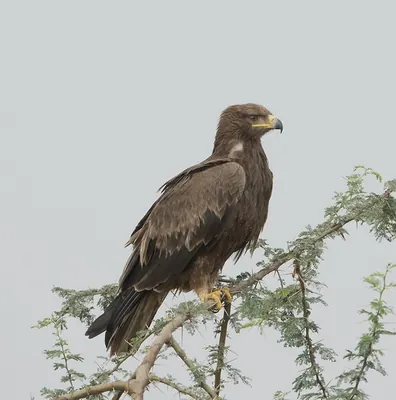 Tawny Eagle