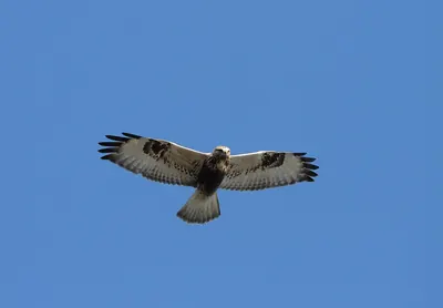 Rough-legged Buzzard