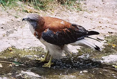 Buteo polyosoma