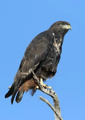 Jackal Buzzard