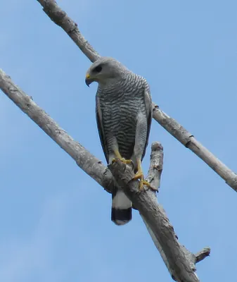 Grey-lined Hawk