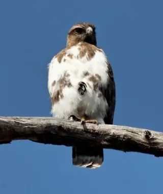 Madagascan Buzzard