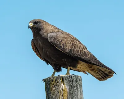 Swainson's Hawk