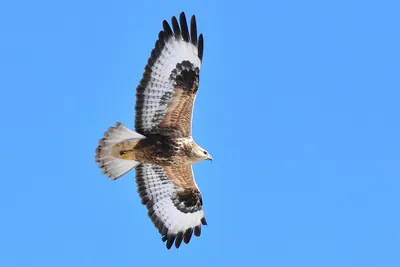 Upland Buzzard